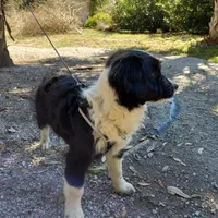 Bailey, a male Aussiedoodle for sale in Cameron, SC – Photo 5 of 5