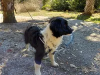 Bailey, a male Aussiedoodle for sale in Cameron, SC – Photo 5 of 5