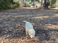 Emma, a female Goldendoodle for sale in Cameron, SC – Photo 5 of 5