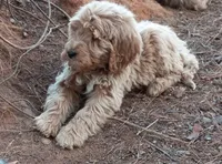 Hawkins, a male Goldendoodle for sale in Cameron, SC – Photo 3 of 4