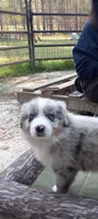 Sandy, a female Miniature Aussiedoodle for sale in Cameron, SC – Photo 4 of 4