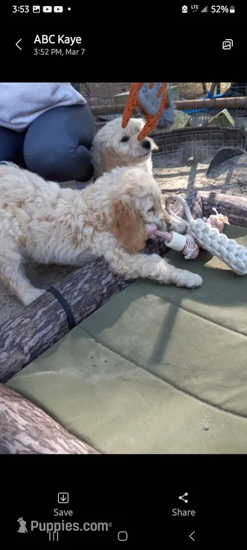 Sandy – Goldendoodle puppy for sale in Cameron, SC