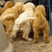 Emma, a female Goldendoodle for sale in Cameron, SC – Photo 4 of 5