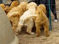 Sophie, a female Goldendoodle for sale in Cameron, SC – Photo 4 of 4