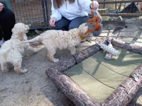 Sandy, a female Goldendoodle for sale in Cameron, SC – Photo 3 of 6