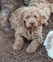 Hawkins, a male Goldendoodle for sale in Cameron, SC – Photo 4 of 4