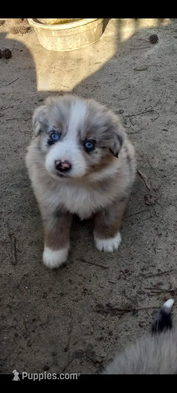 Sandy – Miniature Aussiedoodle puppy for sale in Cameron, SC