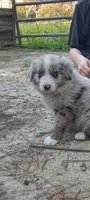 Sandy, a female Miniature Aussiedoodle for sale in Cameron, SC – Photo 3 of 4