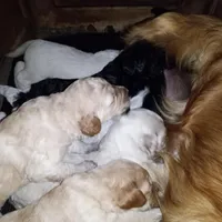 Emma, a female Goldendoodle for sale in Cameron, SC – Photo 2 of 5