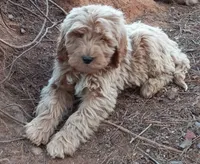 Hawkins, a male Goldendoodle for sale in Cameron, SC – Photo 1 of 4