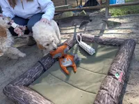 Sandy, a female Goldendoodle for sale in Cameron, SC – Photo 5 of 6