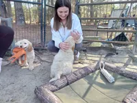Sandy, a female Goldendoodle for sale in Cameron, SC – Photo 6 of 6