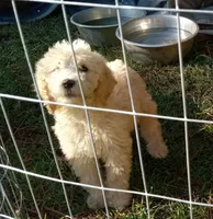 Sophie, a female Goldendoodle for sale in Cameron, SC – Photo 1 of 4