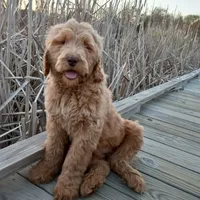 Sully, a female Goldendoodle for sale in Cameron, SC – Photo 1 of 4