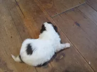 Margo, a male Miniature Goldendoodle for sale in Cameron, SC – Photo 2 of 7