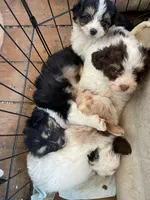 Margo, a male Miniature Goldendoodle for sale in Cameron, SC – Photo 6 of 7