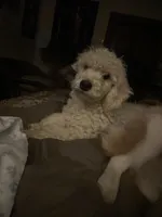 Margo, a male Miniature Goldendoodle for sale in Cameron, SC – Photo 7 of 7