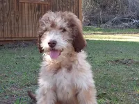 Mocha, a male Aussiedoodle for sale in Cameron, SC – Photo 4 of 4