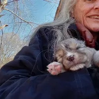 Dream, a male Aussiedoodle for sale in Cameron, SC – Photo 2 of 6