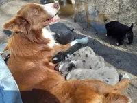 Dream, a male Aussiedoodle for sale in Cameron, SC – Photo 6 of 6