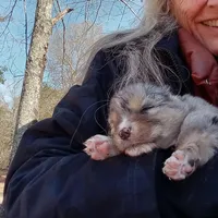Dream, a male Aussiedoodle for sale in Cameron, SC – Photo 4 of 6