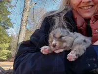 Dream, a male Aussiedoodle for sale in Cameron, SC – Photo 4 of 6
