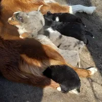 Dream, a male Aussiedoodle for sale in Cameron, SC – Photo 5 of 6