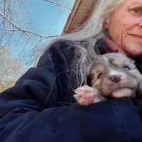Dream, a male Aussiedoodle for sale in Cameron, SC – Photo 1 of 6