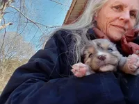 Dream, a male Aussiedoodle for sale in Cameron, SC – Photo 1 of 6