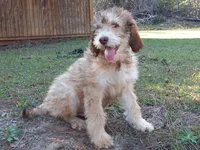 Mocha, a male Aussiedoodle for sale in Cameron, SC – Photo 3 of 4