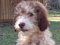 Mocha, a male Aussiedoodle for sale in Cameron, SC – Photo 1 of 4