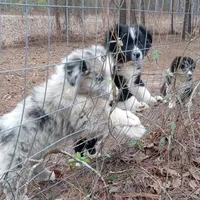 Greydon, a male Aussiedoodle for sale in Cameron, SC – Photo 5 of 5