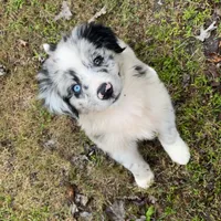 Greydon, a male Aussiedoodle for sale in Cameron, SC – Photo 1 of 5
