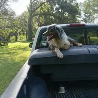 Greydon, a male Aussiedoodle for sale in Cameron, SC – Photo 2 of 5