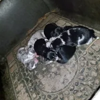 Greydon, a male Aussiedoodle for sale in Cameron, SC – Photo 4 of 5