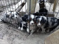 Camden, a male Miniature Aussiedoodle for sale in Cameron, SC – Photo 5 of 7