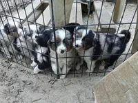 Camden, a male Miniature Aussiedoodle for sale in Cameron, SC – Photo 2 of 7