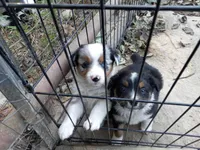 Camden, a male Miniature Aussiedoodle for sale in Cameron, SC – Photo 1 of 7