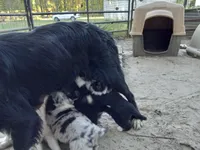 Camden, a male Miniature Aussiedoodle for sale in Cameron, SC – Photo 6 of 7