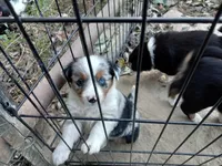 Camden, a male Miniature Aussiedoodle for sale in Cameron, SC – Photo 4 of 7