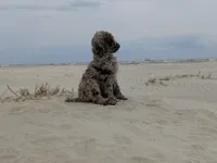 processed/c82af7d3-7f04-4d6e-b2c3-b4ea183ed2f7/listing/ac030911-5091-47de-af07-d74e45e3ec30/93a483c0-8b14-4b4a-9193-c6f30b53b18f