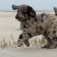 Tybee, a male Goldendoodle for sale in Cameron, SC – Photo 4 of 6