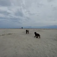 Tybee, a male Goldendoodle for sale in Cameron, SC – Photo 5 of 6