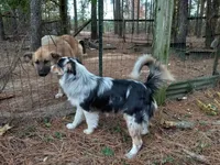 Smokey, a male Australian Shepherd and Border Collie for sale in Cameron, SC – Photo 1 of 4