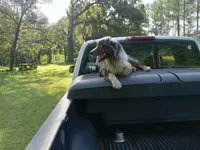 Smokey, a male Australian Shepherd and Border Collie for sale in Cameron, SC – Photo 4 of 4