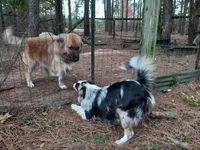 Smokey, a male Australian Shepherd and Border Collie for sale in Cameron, SC – Photo 3 of 4