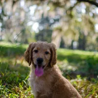 Tara, a female Goldendoodle for sale in Cameron, SC – Photo 1 of 5
