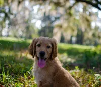 Tara, a female Goldendoodle for sale in Cameron, SC – Photo 1 of 4