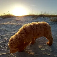 Tara, a female Goldendoodle for sale in Cameron, SC – Photo 3 of 5