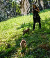 Graceland, a female Goldendoodle for sale in Cameron, SC – Photo 3 of 4